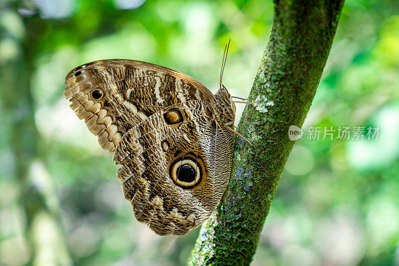 猫头鹰蝴蝶(Caligo memnon)